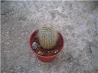 91839e92-cleistocactus straussi.JPG
